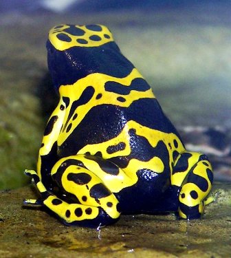 Loving Poison Dart Frog
